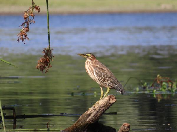 /Images/uploads/Sonoma County Regional Parks Foundation/springlake50/entries/28943thumb.jpg